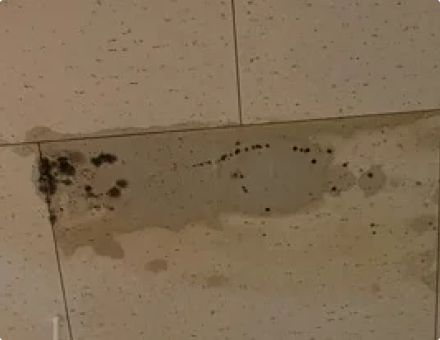 雨漏りの被害